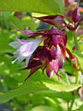 leycesteria formosa 4.JPG